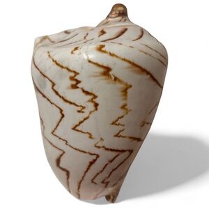 Cymbiola Nobilis Volute Seashell 6-7” Natural Pattern Collectible Decor Art